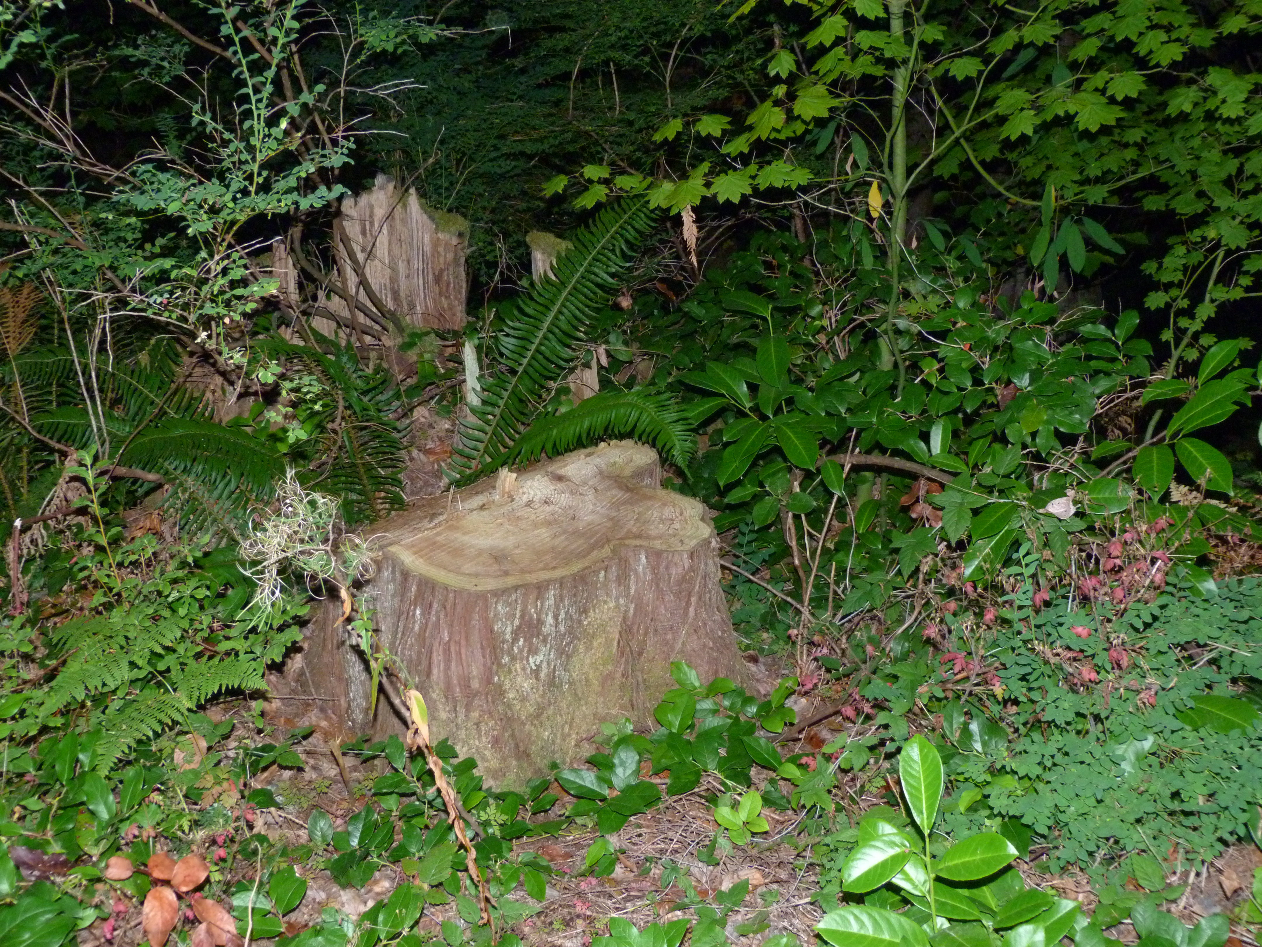 Stump.jpg